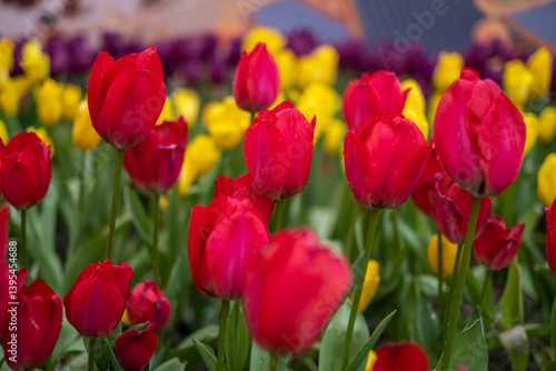 Obraz na płótnie field of tulips w salonie