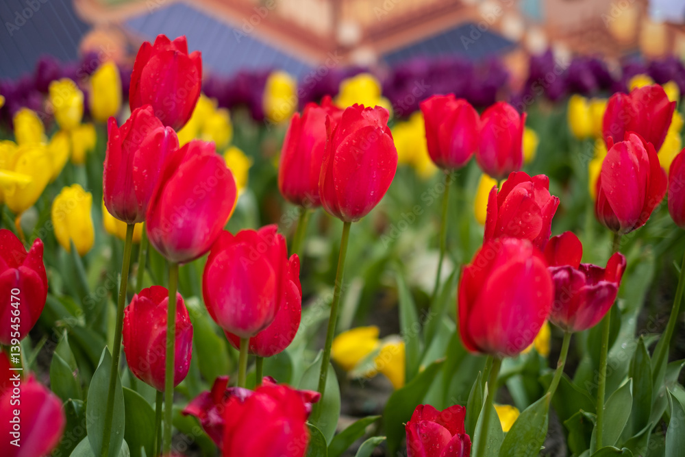field of tulips