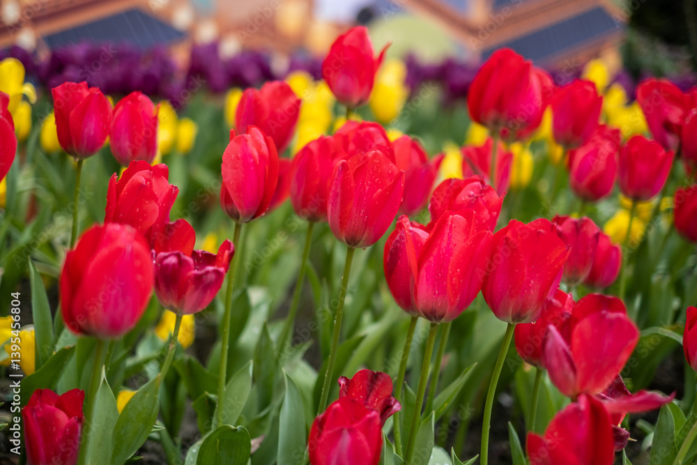 Fototapeta premium field of tulips