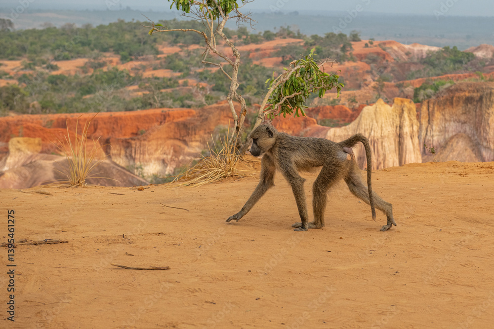 Pawian masajski, znany jak pawian zielony (papio cynocephalus) na wzgórzach kanionu Marafa (Hell's Kitchen), Kenia, Afryka