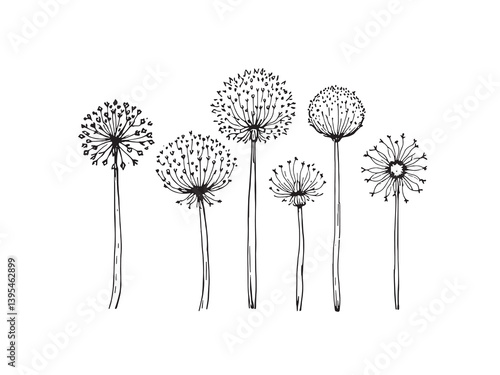Allium line art showcasing intricate floral patterns and delicate design 