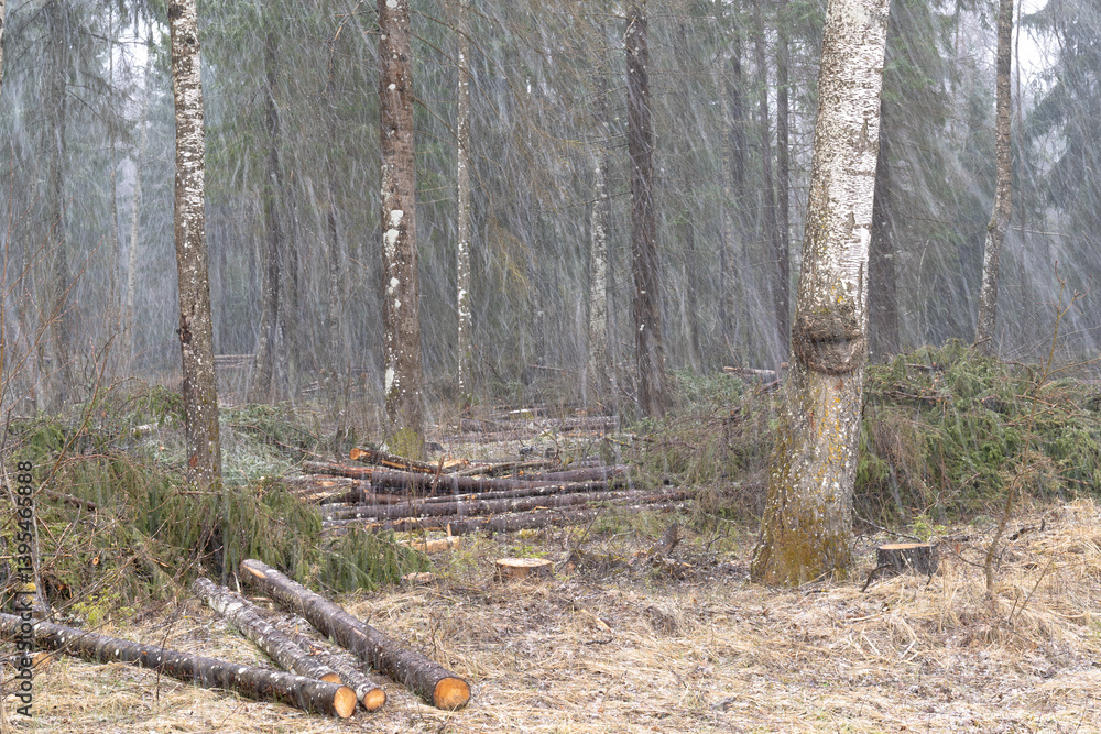 Obraz premium snowfall in the forest clearing