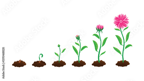 growth stages of a plant, progressing from a seed in soil to a mature plant with a fully bloomed pink flower.