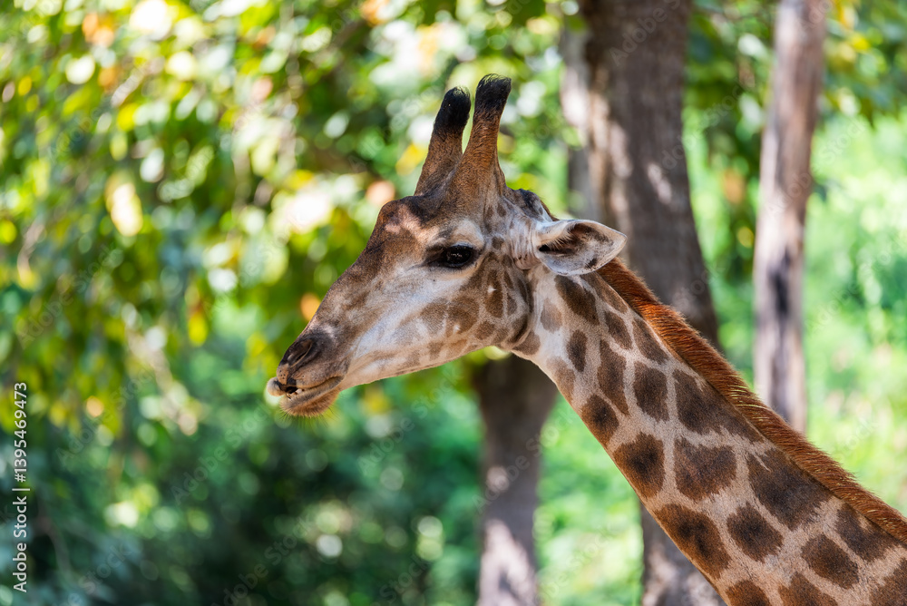 Giraffe head close up photo with leaves bokeh background. Giraffe head close up photo with leaves bokeh background.