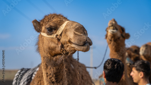 a herd of camels by the road, Mazar-I-Sharif highway, Kabul, Afghanistan