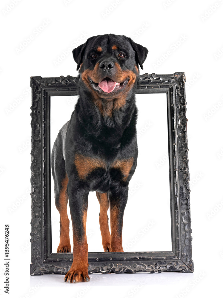 rottweiler in studio