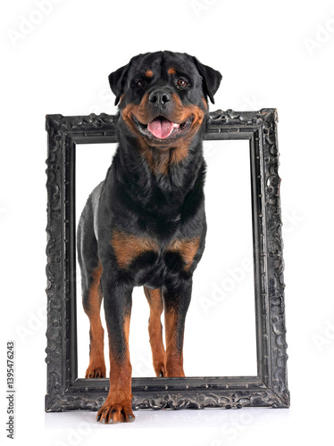 Obraz na płótnie rottweiler in studio w salonie