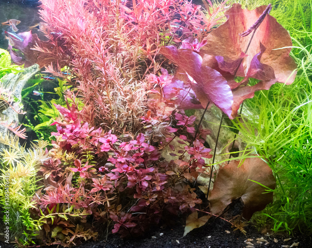 aquarium with red plants