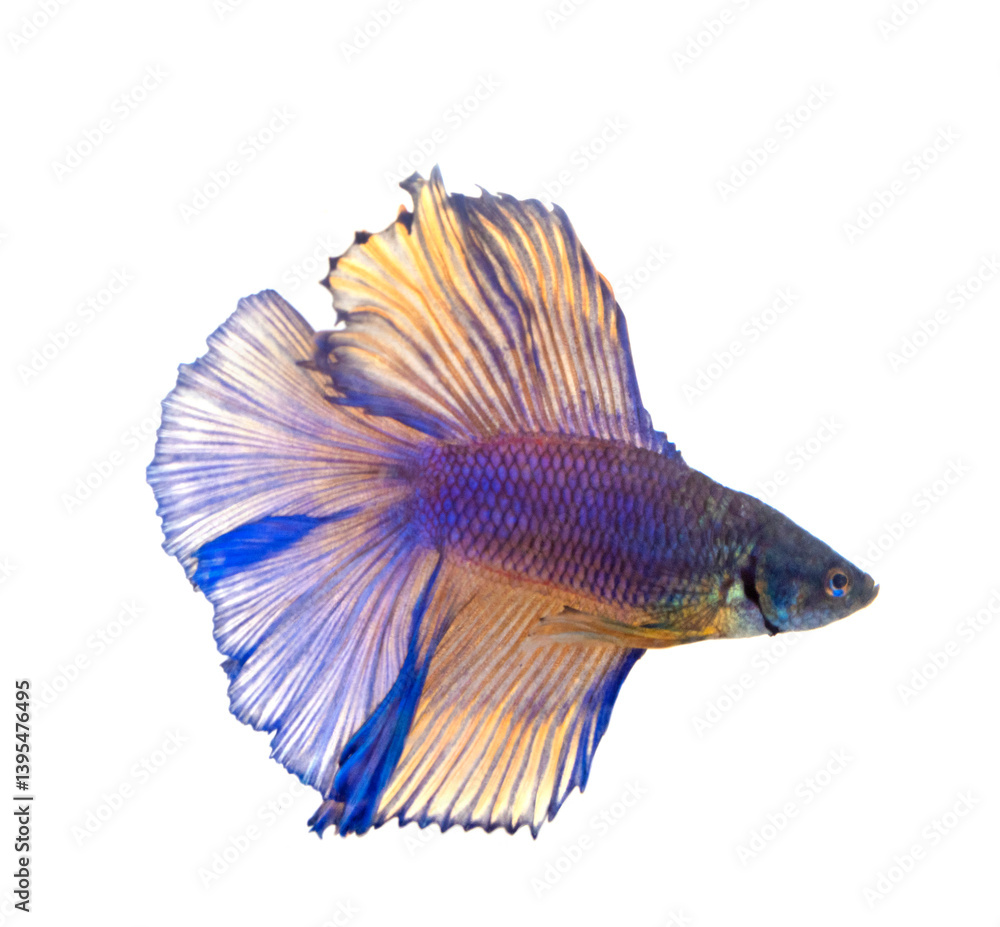 Siamese fighting fish in studio