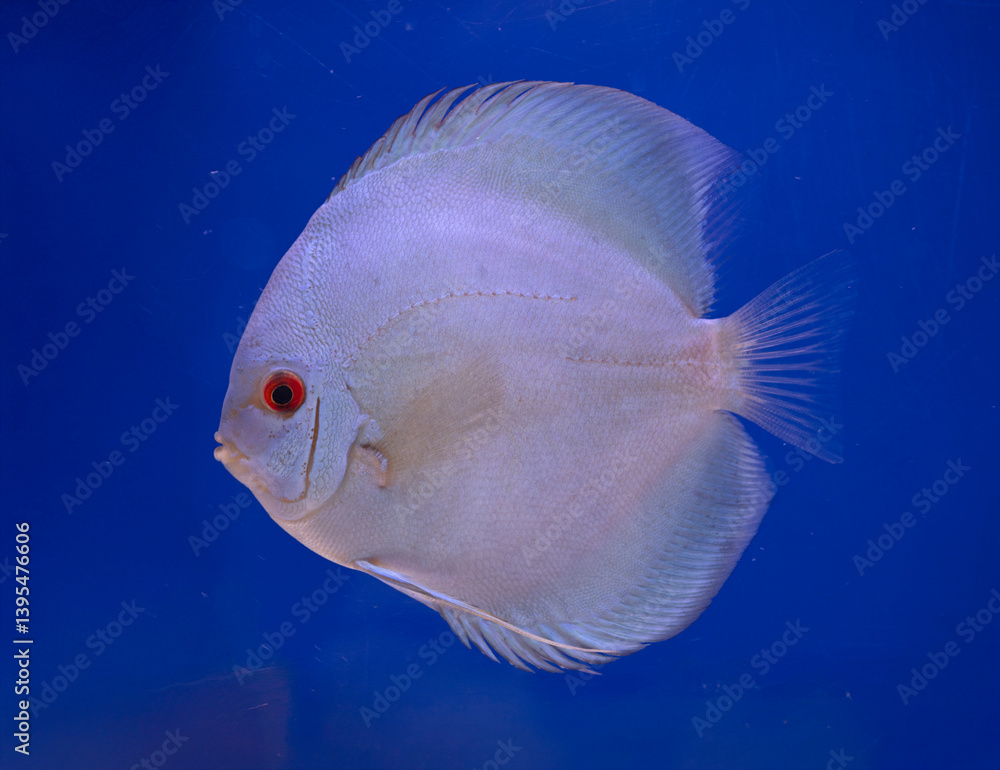 Symphysodon discus in studio