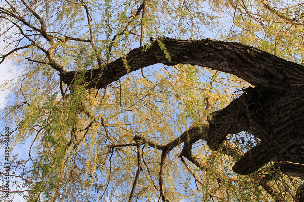A tree with yellow leaves