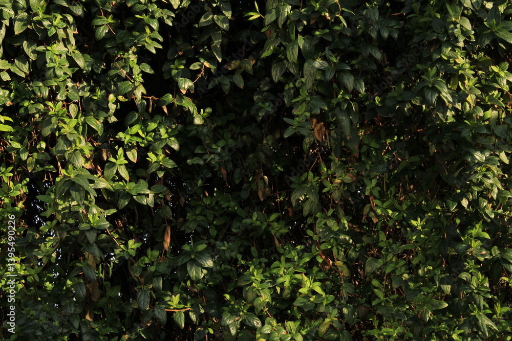 A group of green plants
