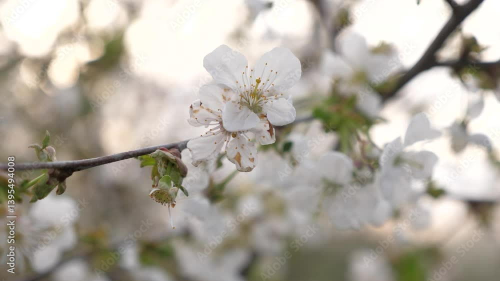 flowering spring tree. spring flowering trees. white flower. Pattern blooming asian tree flying peaceful dance sakura party. spiraea landscape breeze botany yellow. ceremony cherry wasp bud alpha. flowering spring tree. spring flowering trees. white flower. Pattern blooming asian tree flying peaceful dance sakura party. spiraea landscape breeze botany yellow. ceremony cherry wasp bud alpha.