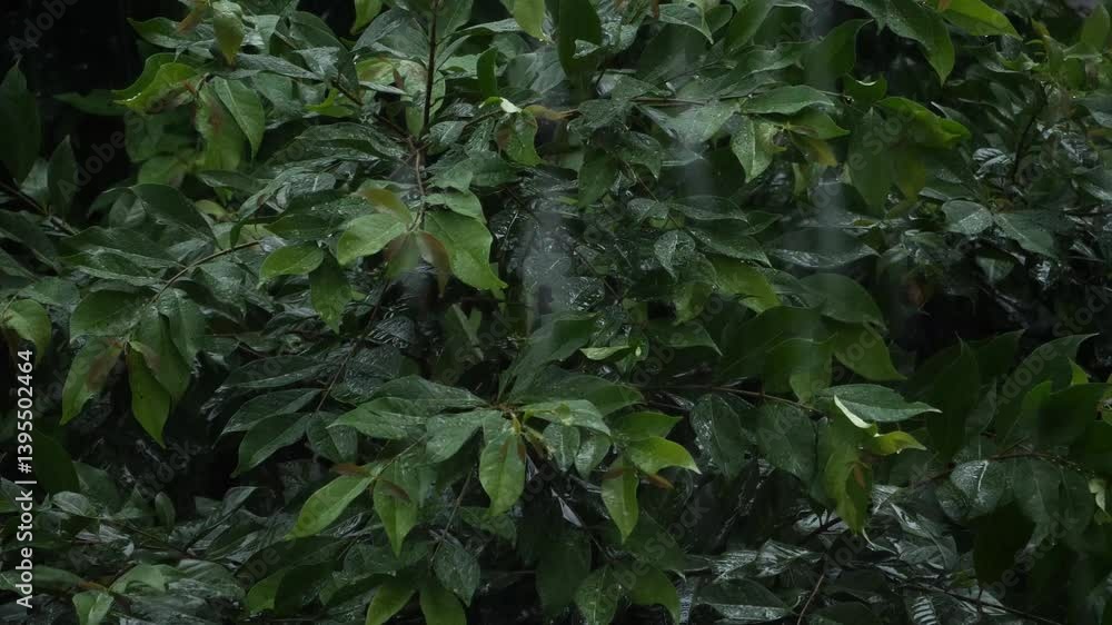 Heavy rain with trees on background. Nature background Heavy rain with trees on background. Nature background