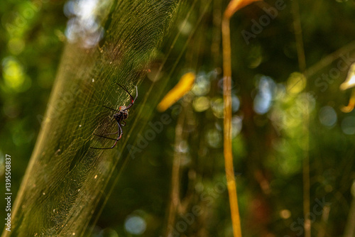 Obraz na płótnie Nephila clavipes – gatunek pająka z rodziny prządkowatych (Nephilidae). Występuje w lasach tropikalnych. Cechą charakterystyczną pająków z rodzaju Nephila jest budowa dużych sieci łownych w salonie