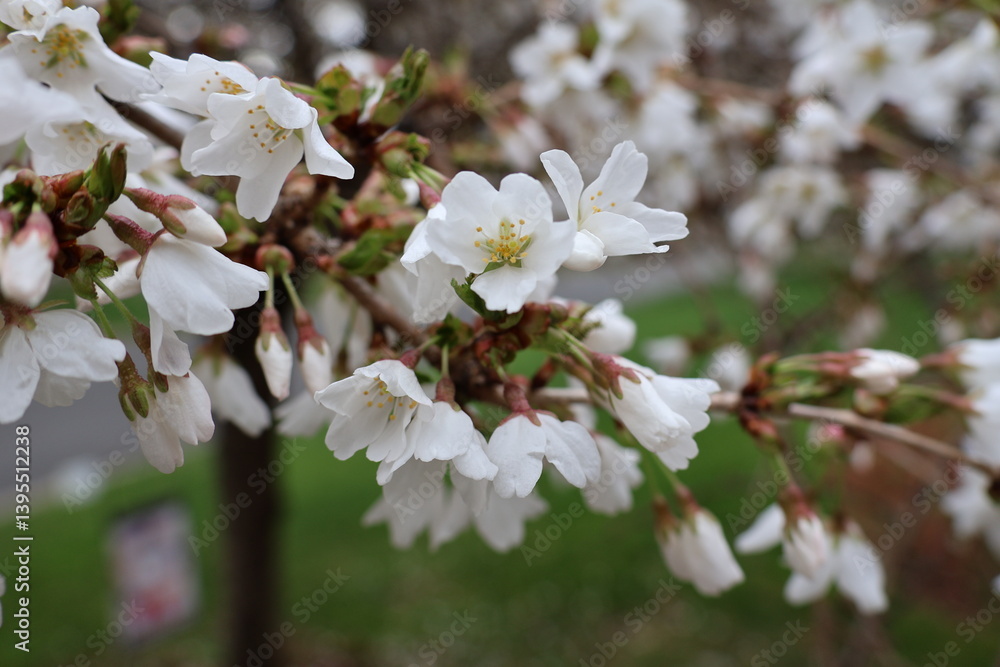 Fototapeta premium Cherry Blossom buds blooming in early April.