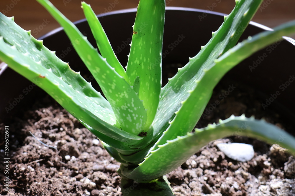 Fototapeta premium Aloe Vera plant soaking up the morning sunlight indoors.