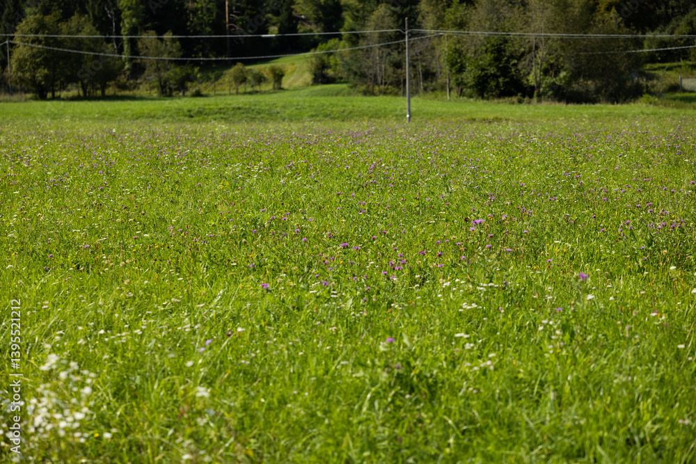 vista dettagliata di un grande prato verde incolto con fiori, di giorno, in estate, in montagna, in Italia
