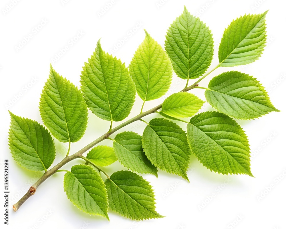 green leaves isolated on white background green leaves isolated on white background