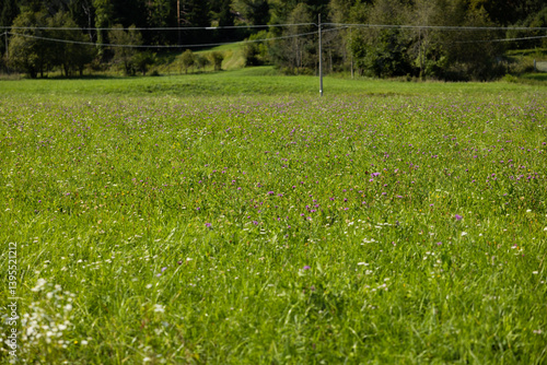Obraz na płótnie vista dettagliata di un grande prato verde incolto con fiori, di giorno, in estate, in montagna, in Italia w salonie
