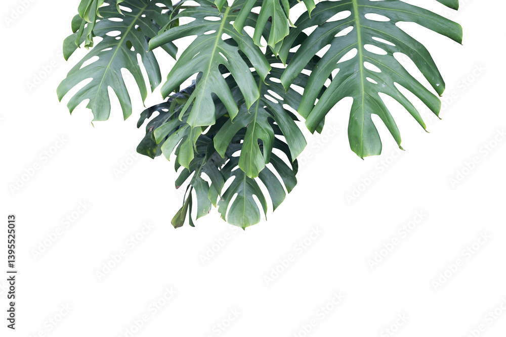 Naklejka premium Tropical Monstera Leaves on White Background