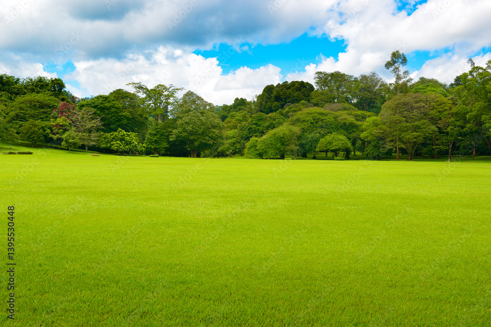 Bright green lawn in tropical park Bright green lawn in tropical park