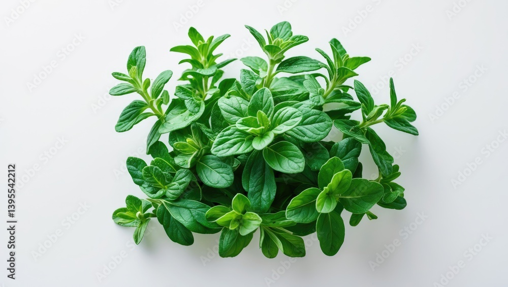 Obraz premium Top view of fresh green oregano leaves on a white background