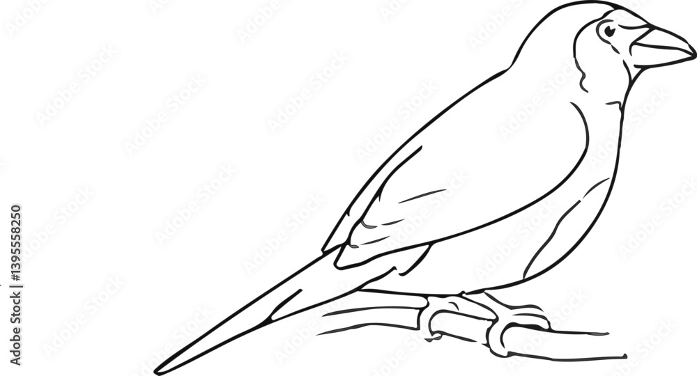 Fototapeta premium How to draw a Bird 