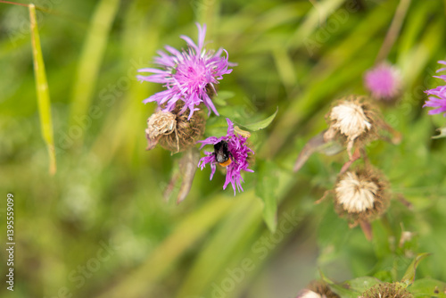 Obraz na płótnie vista macro di un bombo su un fiore color magenta, di giorno, in estate, con sfondo sfuocato w salonie