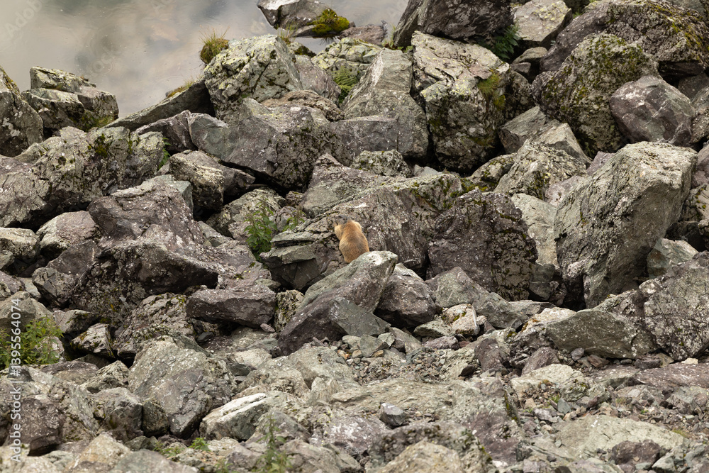 marmotta tra le pietre di un ambiente di montagna, di giorno, in estate, visto dall'alto e da lontano