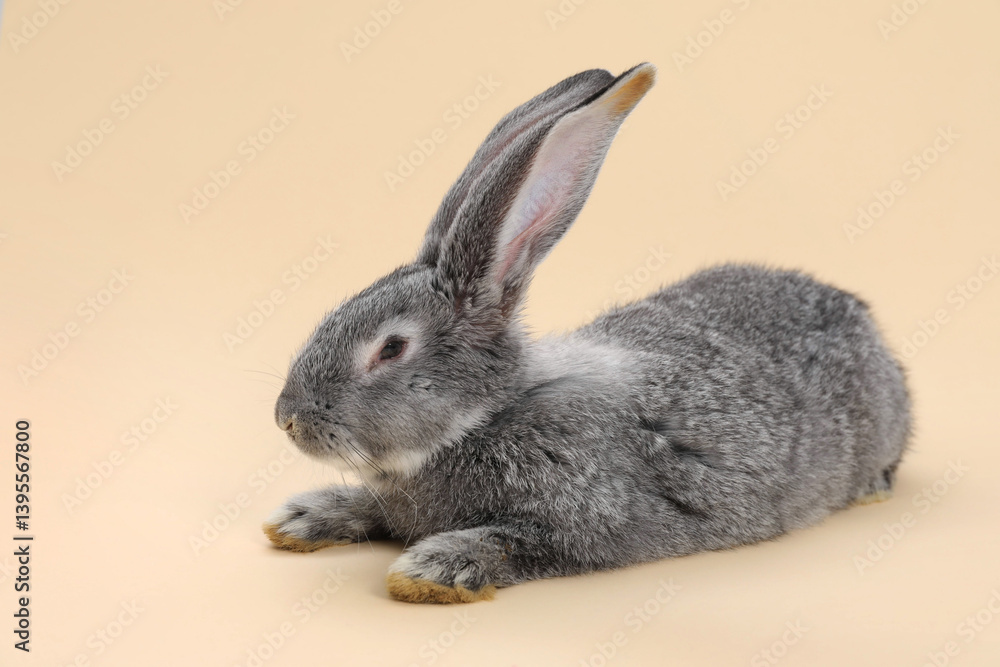Obraz premium Fluffy grey rabbit on beige background. Cute pet