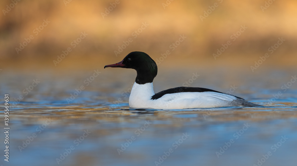 Male goosander or common merganser (Mergus merganser) swimming on the River Tay on a spring evening, Scotland. Male goosander or common merganser (Mergus merganser) swimming on the River Tay on a spring evening, Scotland.