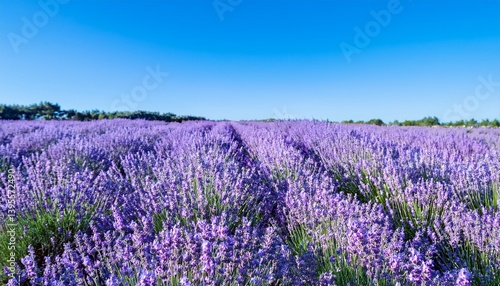 青空の下に広がるラベンダーの花畑5