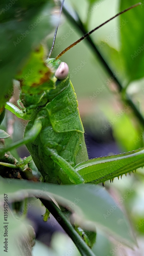 Emerald Ambush: A Grasshopper in Green Hideaway Emerald Ambush: A Grasshopper in Green Hideaway