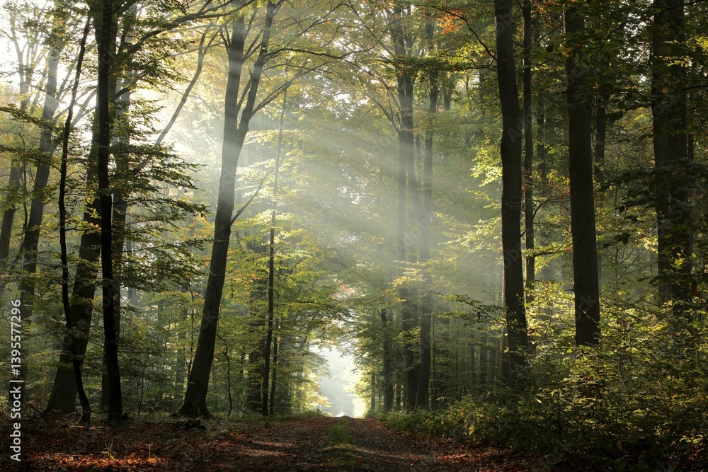 Fototapeta premium A forest path among beech trees on a misty autumn morning, October, Poland