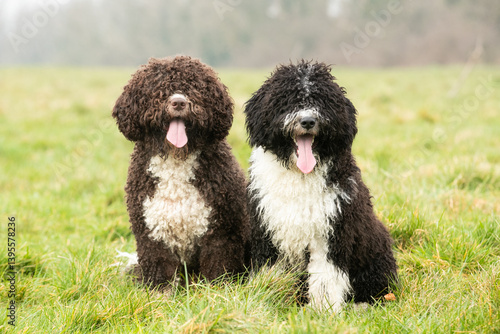 Spanish Water Dogs