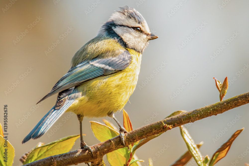 Fototapeta premium Blaumeise auf einem Ast