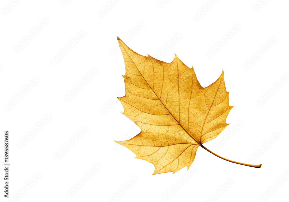 Fototapeta premium Isolated Golden Autumn Leaf with Intricate Vein Detail