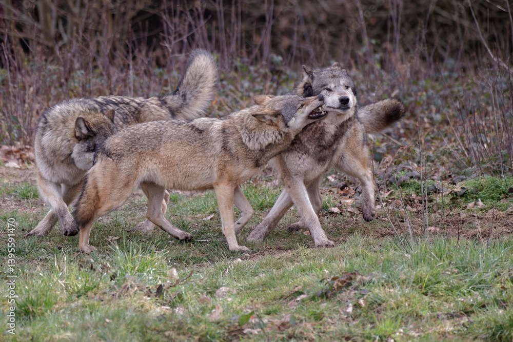 Loups gris d'Europe Loups gris d'Europe