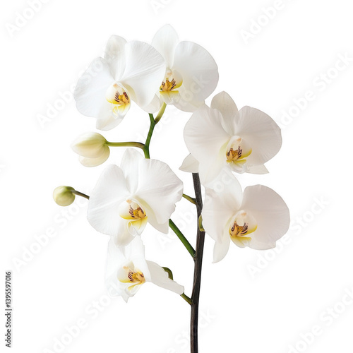 Close view of delicate white orchids with yellow centers on stem on transparent background