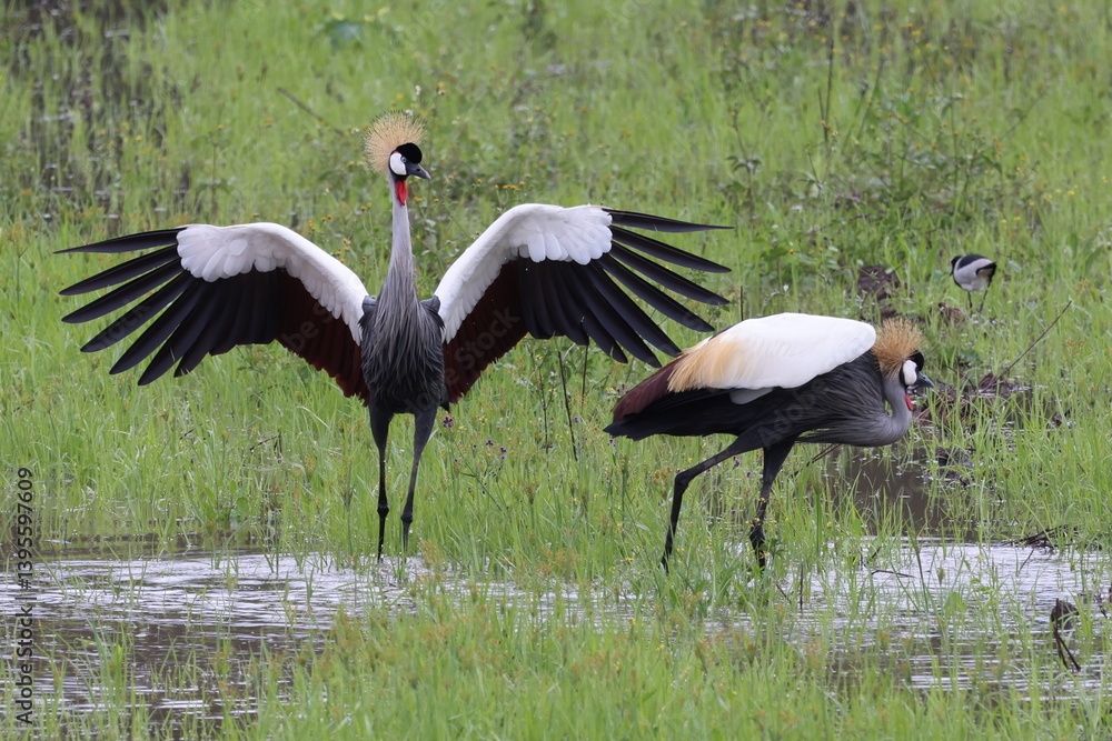Naklejka premium Splendid feathers of Crane