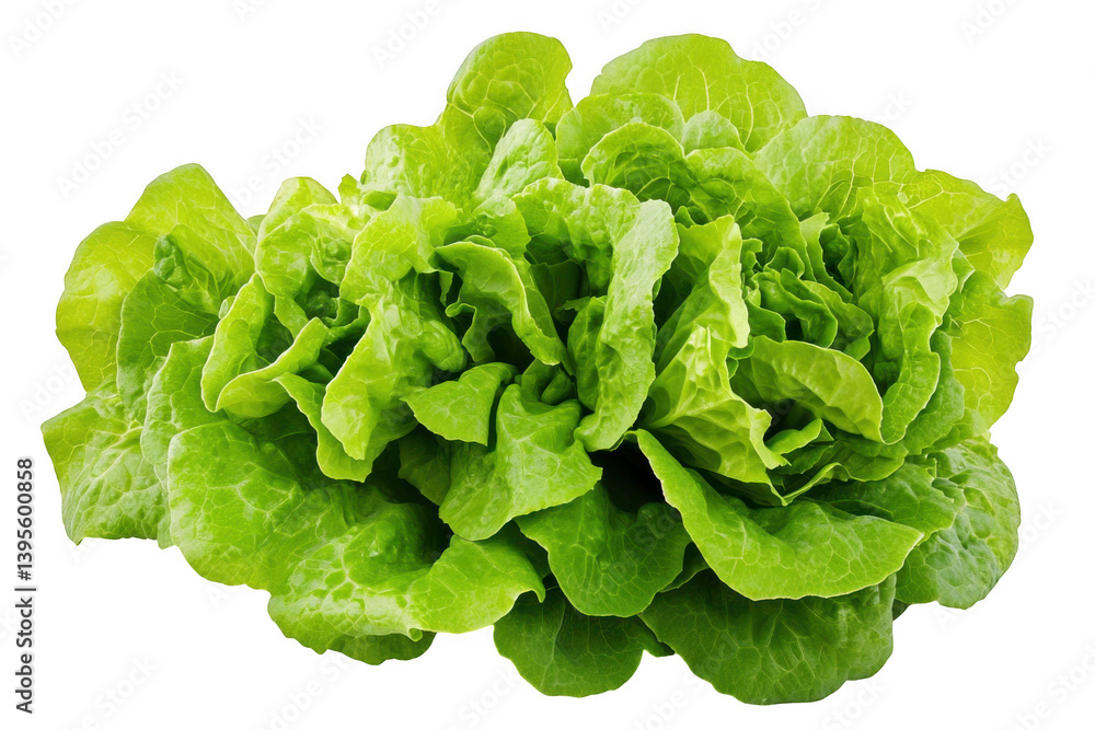 Close up of a vibrant butter lettuce head against a dark setting on transparent background Close up of a vibrant butter lettuce head against a dark setting on transparent background