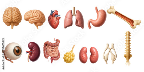 Realistic Human Organs Vector Set – 3D Medical Anatomy Illustrations