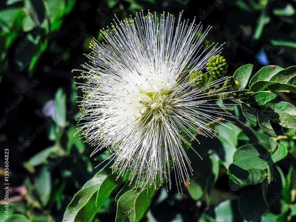 Calliandra haematocephala cv alba, with its eye-catching flowers and lush foliage, in a tropical garden in Brazil