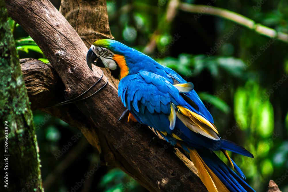 The blue and yellow macaw, Ara ararauna, also known as the blue and gold macaw, Psittacidae family in Brazil