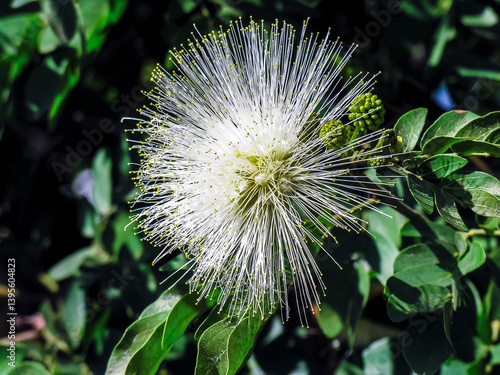 Obraz na płótnie Calliandra haematocephala cv alba, with its eye-catching flowers and lush foliage, in a tropical garden in Brazil w salonie
