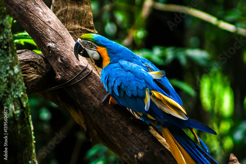 Obraz na płótnie The blue and yellow macaw, Ara ararauna, also known as the blue and gold macaw, Psittacidae family in Brazil w salonie