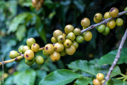 Obraz na płótnie coffee beans on coffee tree, in Brazil w salonie