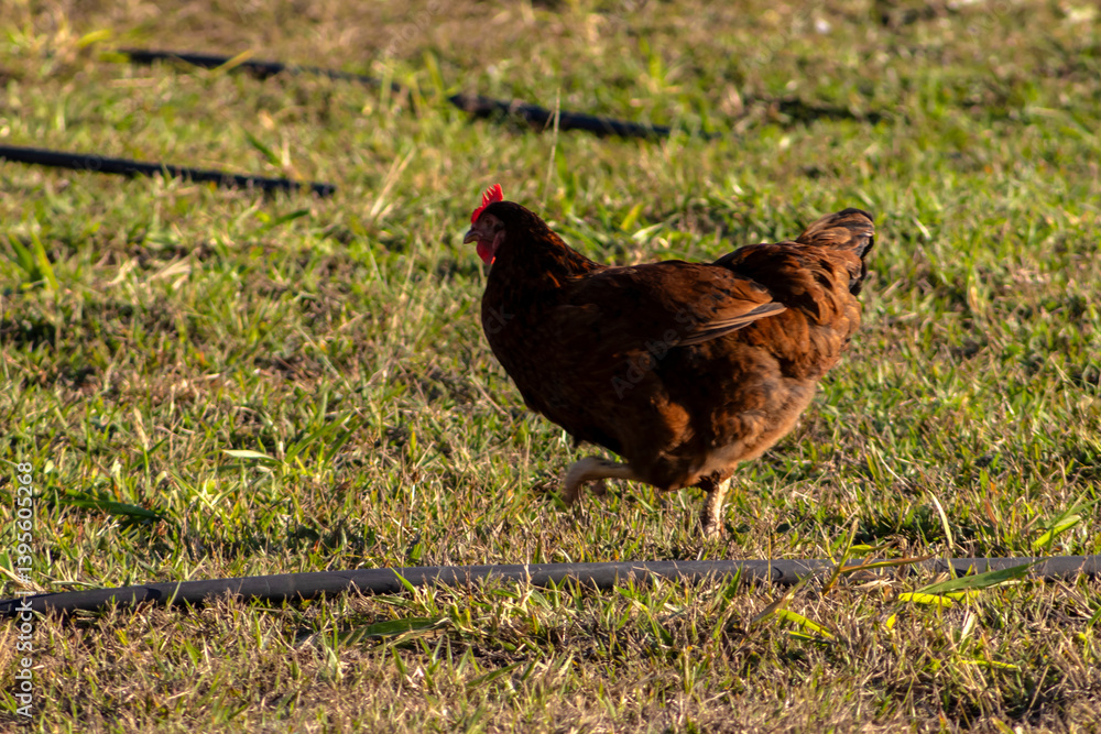 Laying hens are raised freely in the yard of a family farm, in the rural area in Brazil. This poultry farming technique is known as cage-free chickens and adds value when selling the eggs.
