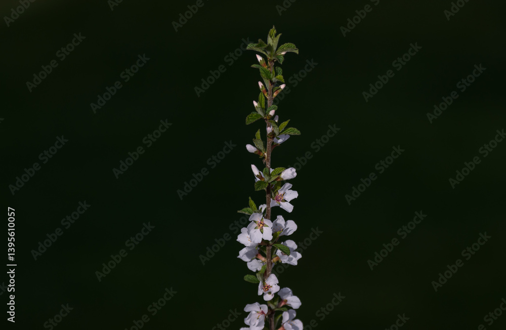 one vertical cherry branch with white flowers on a dark green background one vertical cherry branch with white flowers on a dark green background